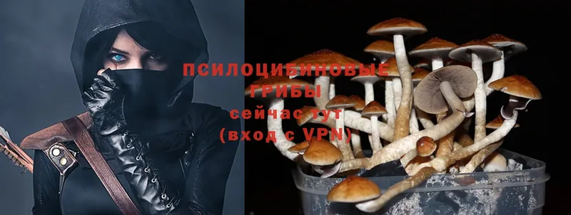 Псилоцибиновые грибы Psilocybe  Великий Устюг 